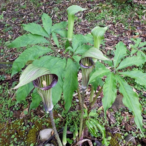 Arisaema barnesii