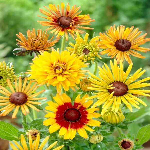 Rudbeckia hirta 'Chim Chiminee'