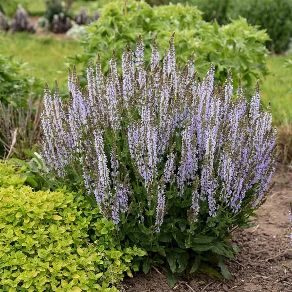 Salvia x hybrida 'Perfect Profusion'