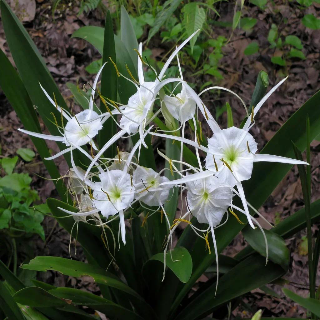 Spider Lily