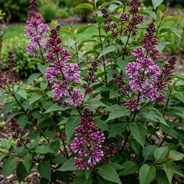 Syringa vulgaris 'Donald Wyman'