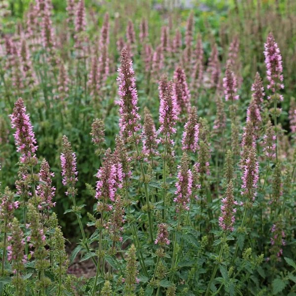 Agastache foeniculum 'Rose'