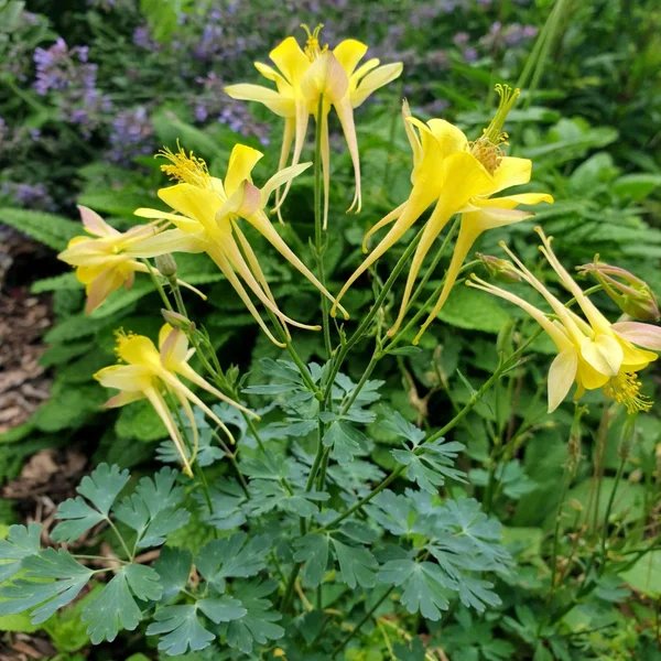 Aquilegia chrysantha 'Yellow Queen'