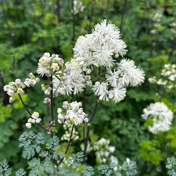 Thalictrum aquilegiifolium 'Nimbus White'