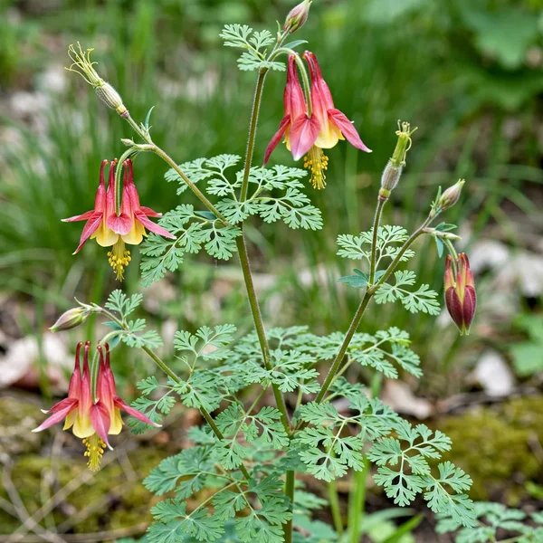 Aquilegia triternata