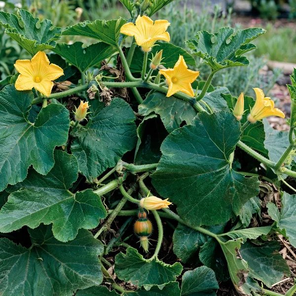Cucurbita maxima 'Potimarron'