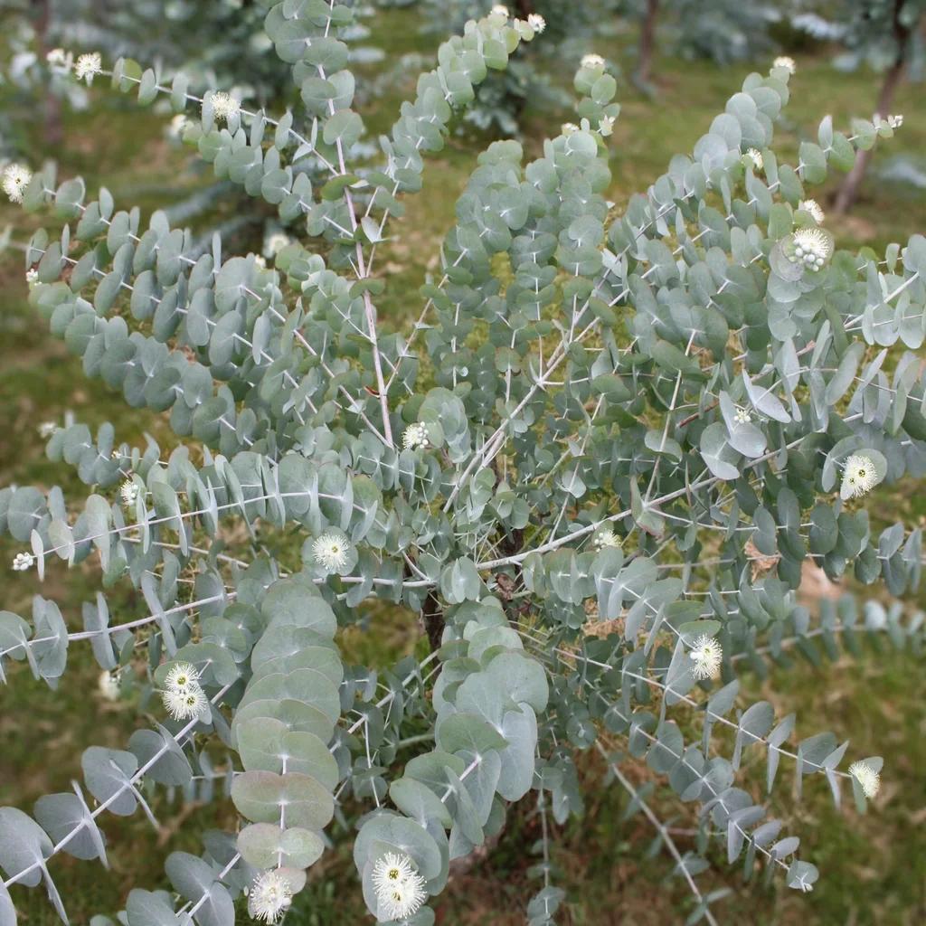 Eucalyptus