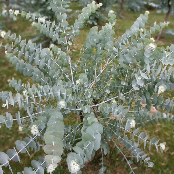 Eucalyptus cinerea 'Silver Dollar Tree'