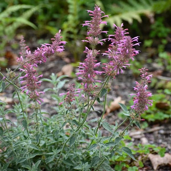Agastache foeniculum 'Tutti Frutti'