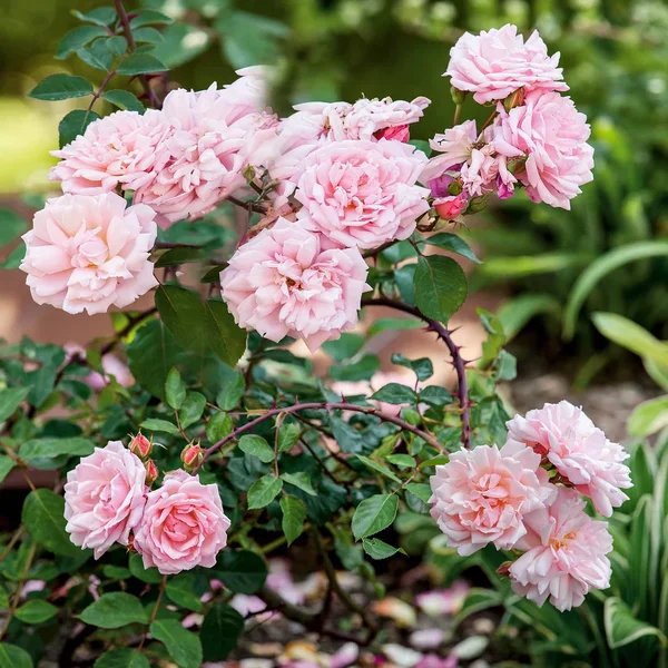 Rosa x hybrida 'Albertine'