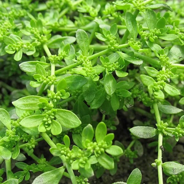 Herniaria glabra 'Green Carpet'