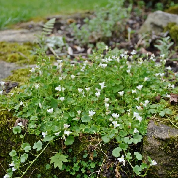 Cymbalaria pallida 'Albiflora'