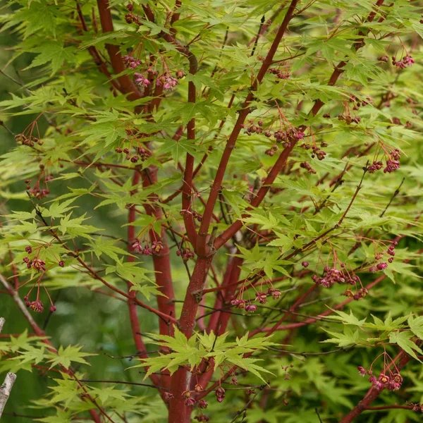 Acer palmatum 'Sango-Kaku'