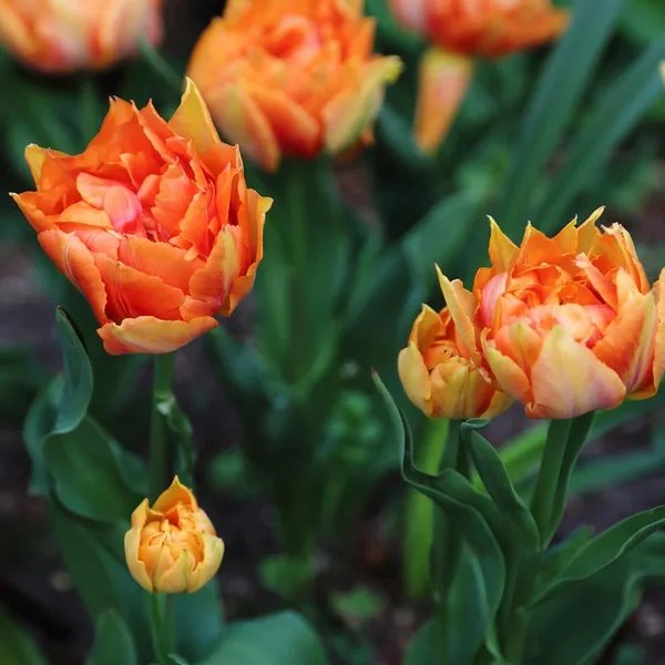 Tulipa x hybrida 'Willem van Oranje'