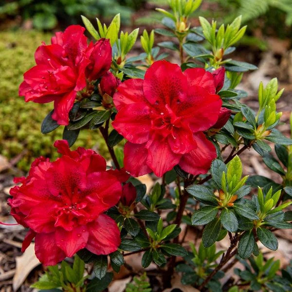 Rhododendron x hybrida 'Robleza'