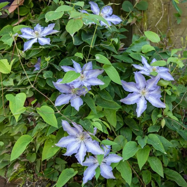 Clematis x jackmanii 'Blue Pillar'