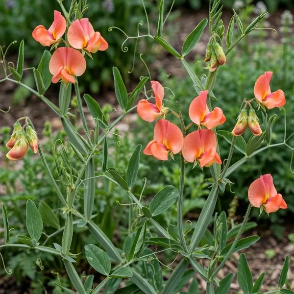 Lathyrus odoratus 'Prince of Orange'