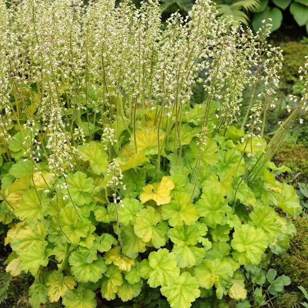 Heuchera x hybrida 'Northern Exposure Lime'