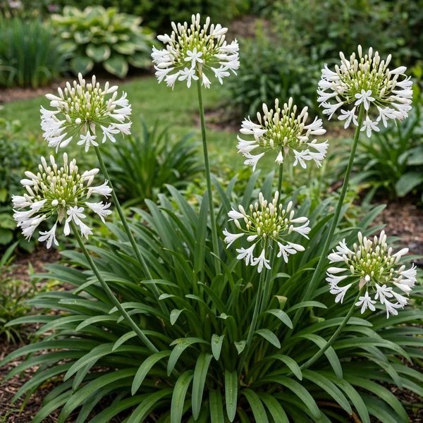 Agapanthus praecox 'White Heaven'