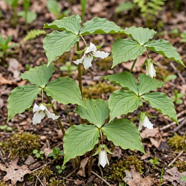 Trillium flexipes