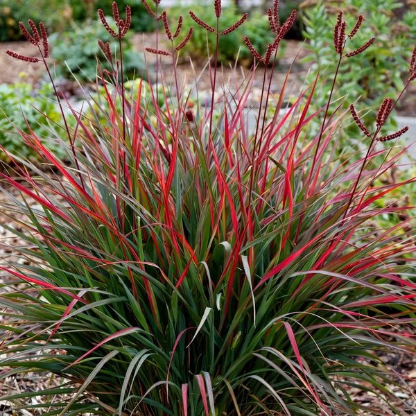 Andropogon gerardi 'Red October'