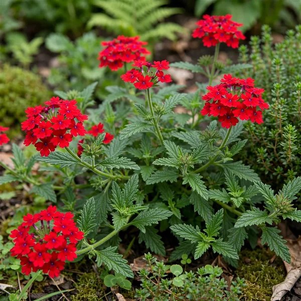 Verbena x hybrida 'Summer Blaze'