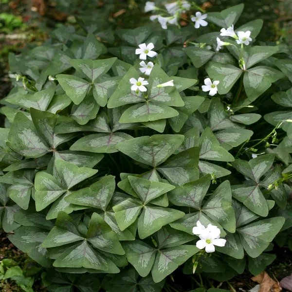 Oxalis triangularis 'Fanny'