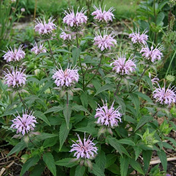 Monarda bartlettii 'Puerto Purificacion'