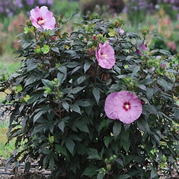 Hibiscus moscheutos 'Berry Awesome'