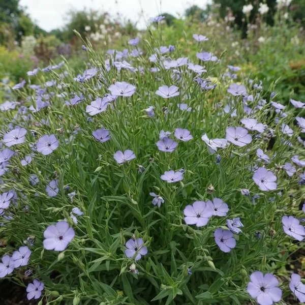 Viscaria oculata 'Blue Pearl'