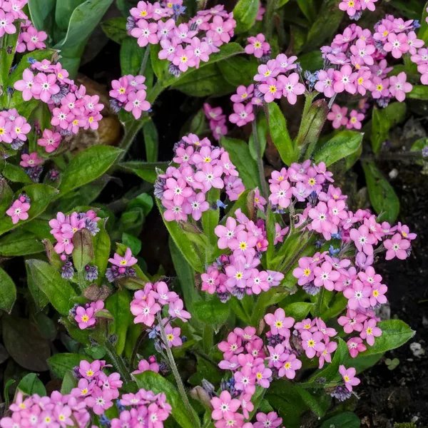 Myosotis sylvatica 'Victoria Rose'