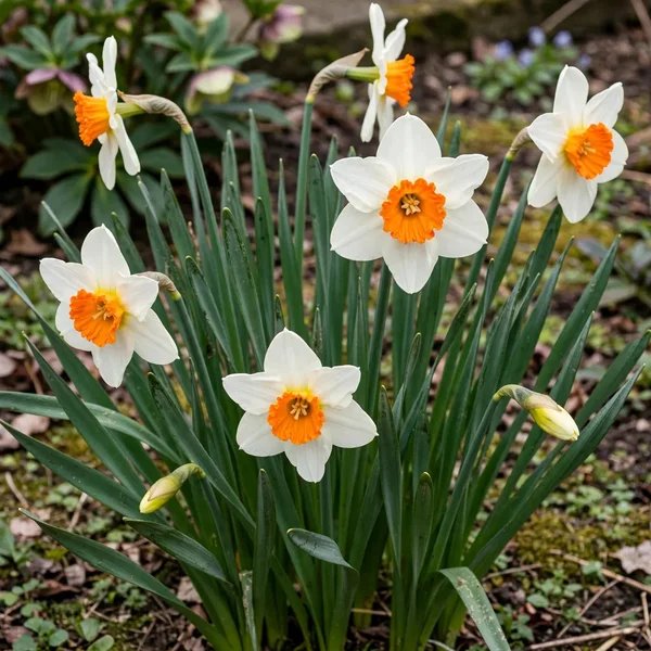 Narcissus x hybrida 'Barrett Browning'