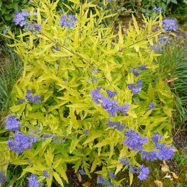 Caryopteris x clandonensis 'Worcester Gold'