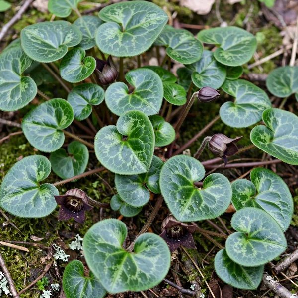 Asarum campaniflorum