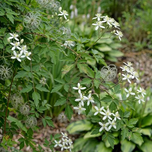 Clematis vitalba 'Kaska'