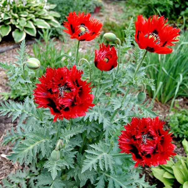 Papaver x hybrida 'Naughty Nineties'