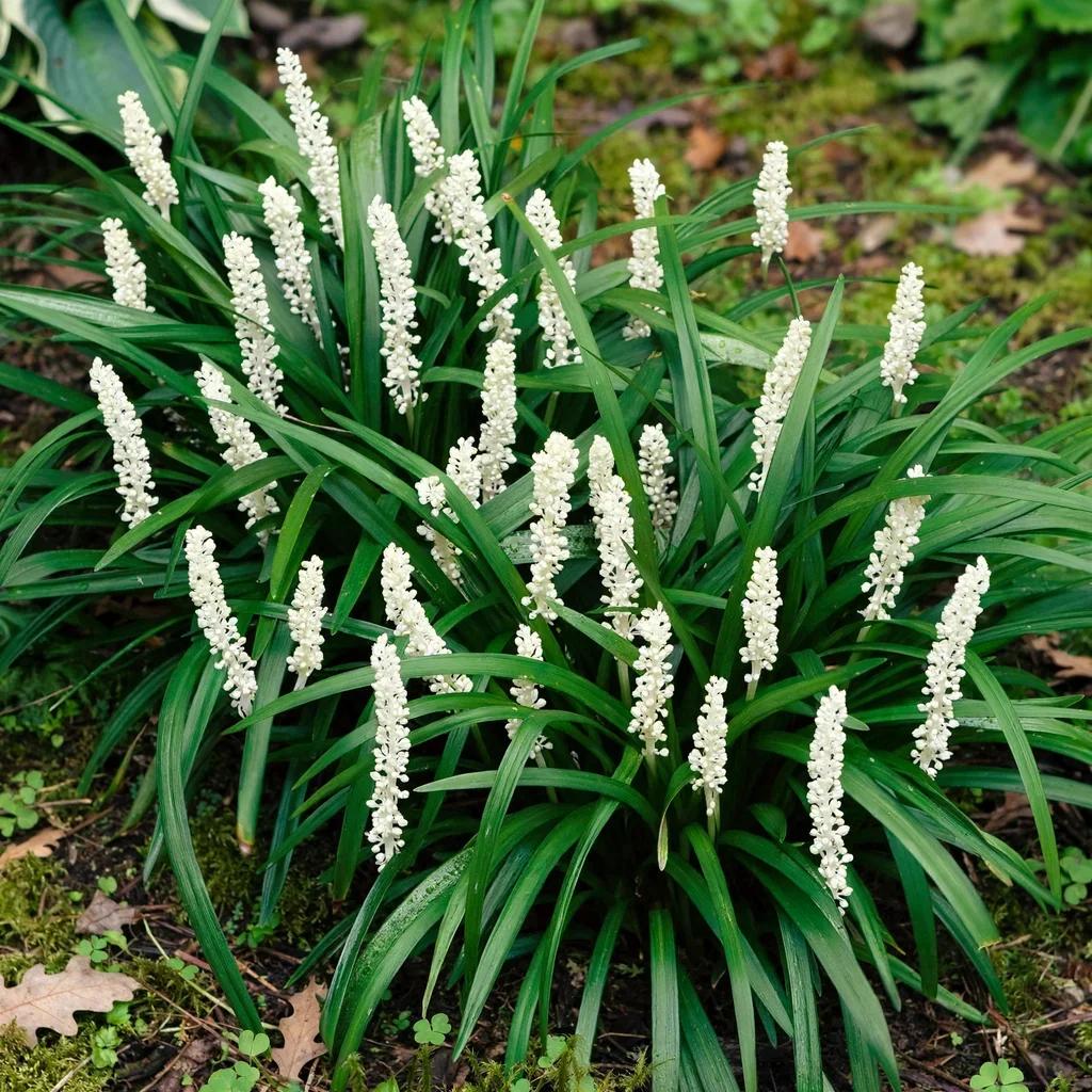 Lilyturf