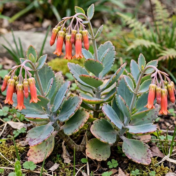 Kalanchoe laxiflora 'Milky Widow's Tears'