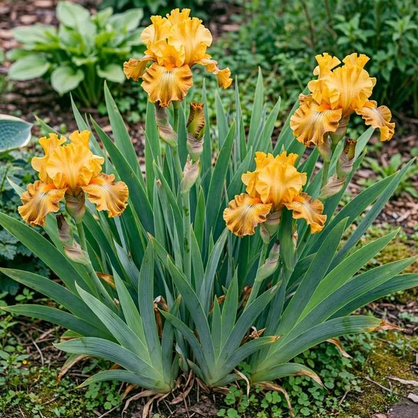 Iris x germanica 'Golden Panther'