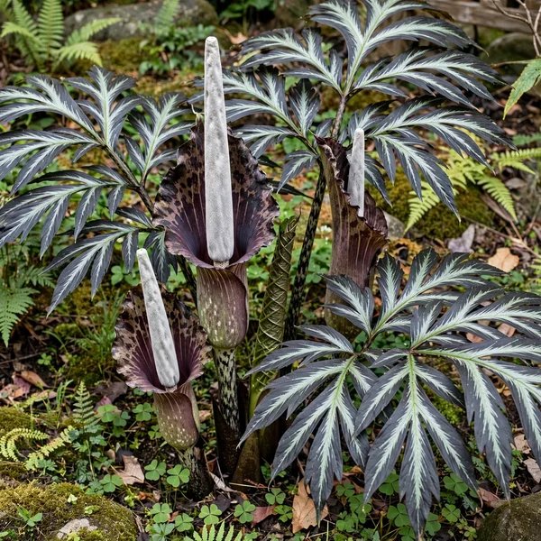 Amorphophallus laoticus 'Silver Center'