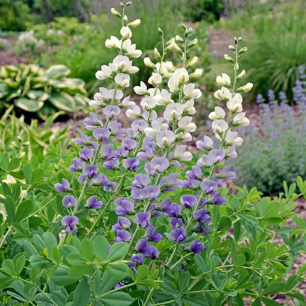 Baptisia australis 'Lunar Eclipse'