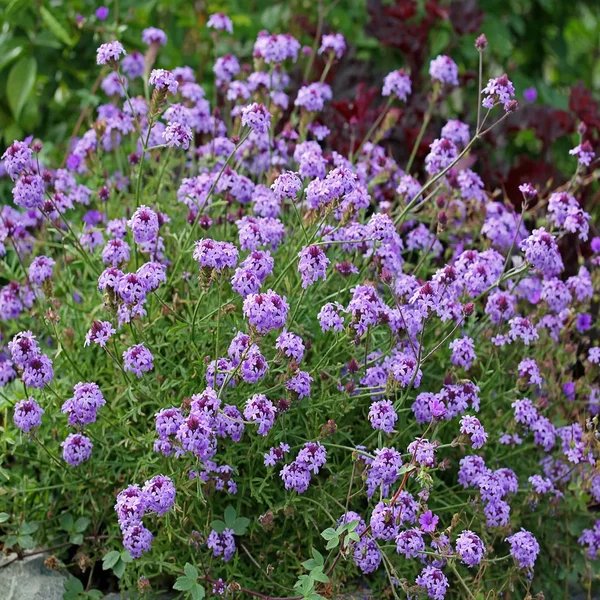 Verbena lilacina 'De La Mina'
