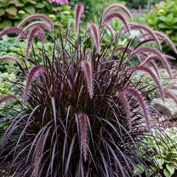 Pennisetum purpureum 'Oceanside'