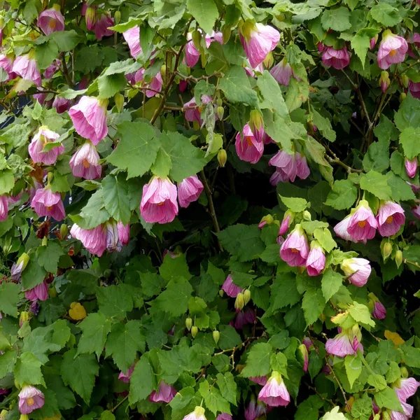 Abutilon theophrasti 'Talini's Pink'