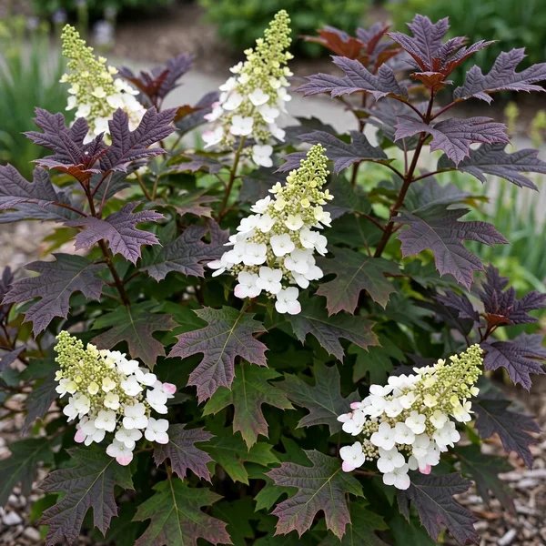 Hydrangea quercifolia 'Snowcicle'