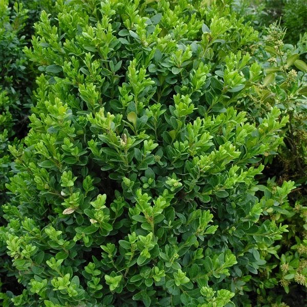 Buxus sempervirens 'Green Mountain'