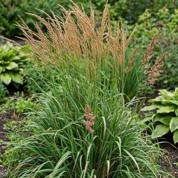 Calamagrostis x hybrida