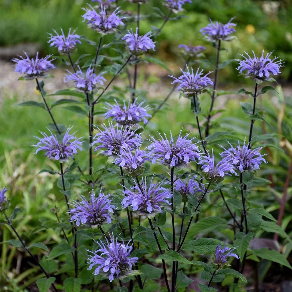 Blue Stocking Bee Balm