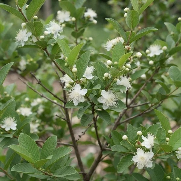 Psidium guajava 'Ice'