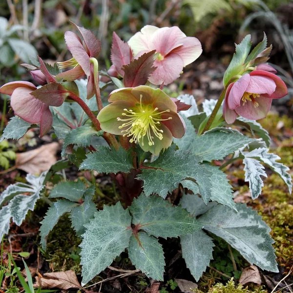 Helleborus x sternii 'Hot Flash'